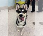 Small German Shepherd Dog-Siberian Husky Mix