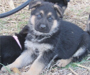 German Shepherd Dog Puppy for sale in COLUMBUS, NE, USA