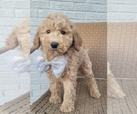 Small Goldendoodle