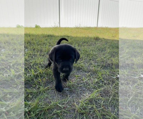 Medium Photo #12 Labrador Retriever Puppy For Sale in WEEKI WACHEE, FL, USA