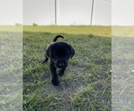 Small #11 Labrador Retriever