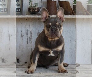 French Bulldog Puppy for sale in FREDERICKSBURG, OH, USA