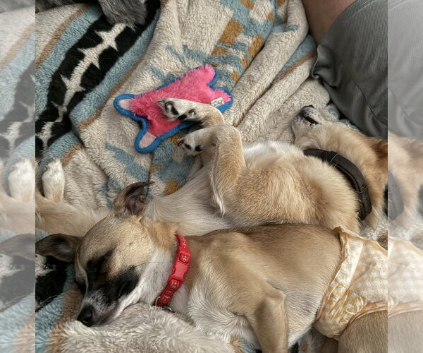 Medium Photo #9 Chihuahua-Unknown Mix Puppy For Sale in Fargo, ND, USA
