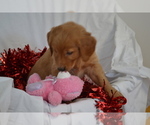 Puppy Andy Golden Retriever