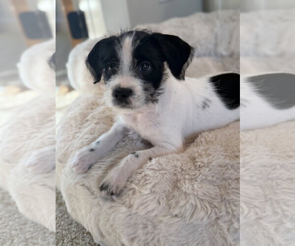 Medium Photo #2 Chihuahua-Unknown Mix Puppy For Sale in St. Louis Park, MN, USA