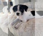 Small #1 Chihuahua Mix