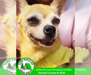 Chihuahua Dogs for adoption in Stroudsburg, PA, USA