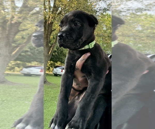 Medium Photo #12 Cane Corso Puppy For Sale in ANDERSON, IN, USA
