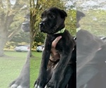 Small #11 Cane Corso