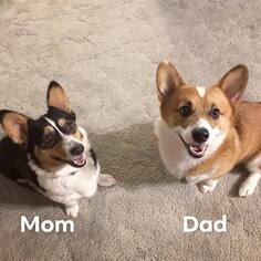 Father of the Pembroke Welsh Corgi puppies born on 01/25/2019