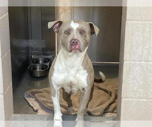 Medium Photo #1 Mutt Puppy For Sale in Orange, CA, USA