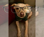 Small #2 Chihuahua Mix