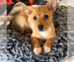 Fizzy - Female Chihuahua-Unknown Mix Dog for Adoption - Small photo