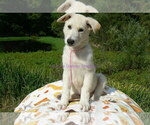 Small Photo #2 German Shepherd Dog Puppy For Sale in PIEDMONT, MO, USA
