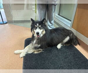 Siberian Husky Dogs for adoption in Ogden, UT, USA