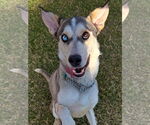 Small #5 Huskies  Mix