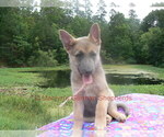 Small #8 German Shepherd Dog