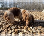 Small #4 Dachshund