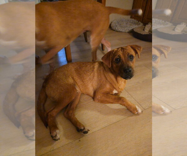 Medium Photo #2 Boxer-Mountain Cur Mix Puppy For Sale in Brooklyn Center, MN, USA