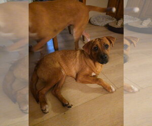 Nino - Male Boxer-Mountain Cur Mix Dog for Adoption - Photo #2