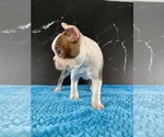 Small #3 Boston Terrier