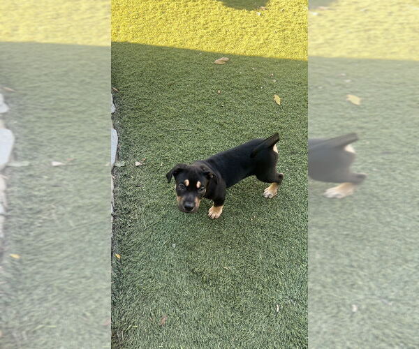 Medium Photo #4 Rottweiler-Unknown Mix Puppy For Sale in Dana Point, CA, USA