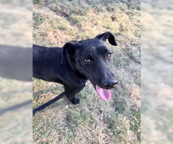 Medium Photo #8 Labrador Retriever-Unknown Mix Puppy For Sale in Rockaway, NJ, USA