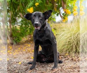 Ozzie - Male Labrador Retriever-Unknown Mix Dog for Adoption - Photo #3