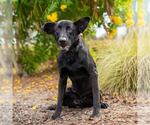 Small Photo #3 Labrador Retriever-Unknown Mix Puppy For Sale in San Diego, CA, USA