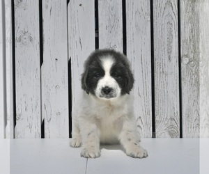 Newfoundland Puppy for sale in MILLERSBURG, OH, USA