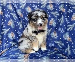 Small #6 Miniature Australian Shepherd