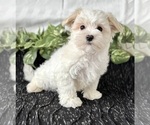 Small #2 Maltese