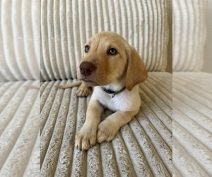 Medium Labrador Retriever