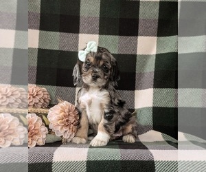Cocker Spaniel Puppy for sale in NEW HOLLAND, PA, USA