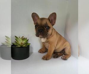 French Bulldog Puppy for sale in FRANKLIN, IN, USA