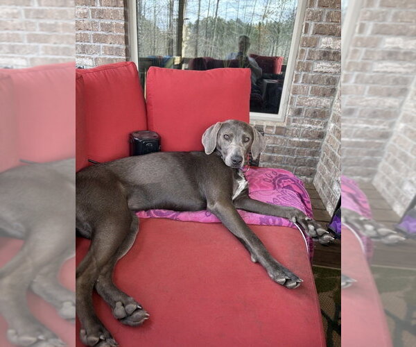 Medium Photo #16 Unknown-Weimaraner Mix Puppy For Sale in Boston, MA, USA