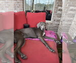 Small #15 Weimaraner Mix