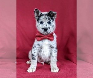 Pomsky Puppy for sale in QUARRYVILLE, PA, USA