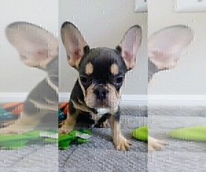French Bulldog Puppy for sale in PENSACOLA, FL, USA