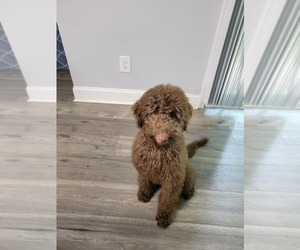 Goldendoodle Puppy for sale in LITHONIA, GA, USA