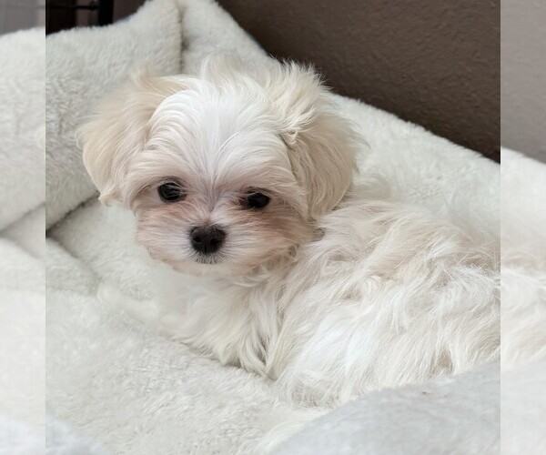 Medium Photo #5 Maltese Puppy For Sale in ROCK VALLEY, IA, USA