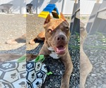 Small #7 American Pit Bull Terrier Mix