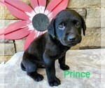 Puppy Prince AKC Eng Labrador Retriever