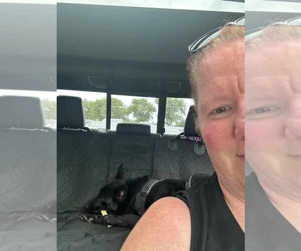 Medium Photo #8 German Shepherd Dog Puppy For Sale in Gretna, NE, USA