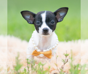 Medium Chihuahua