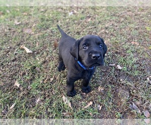 Labrador Retriever Puppy for sale in BONNE TERRE, MO, USA