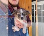 Small Photo #2 Australian Shepherd Puppy For Sale in SPENCER, TN, USA