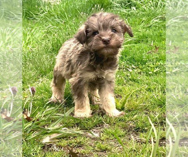 Medium Photo #1 Schnauzer (Miniature) Puppy For Sale in WARSAW, IN, USA
