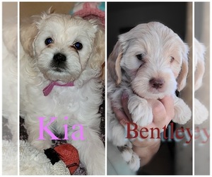 Lhasa-Poo Puppy for Sale in PHOENIX, Arizona USA