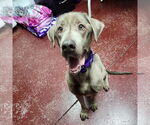 Small #7 Labrador Retriever Mix